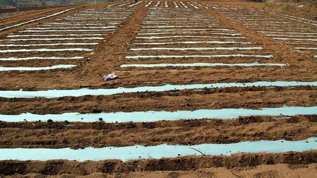 地膜不同颜色不用作用