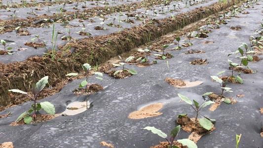 茄果类移栽田如何选择除草剂?