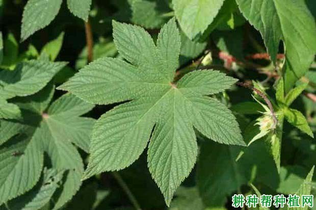 什么是阔叶杂草