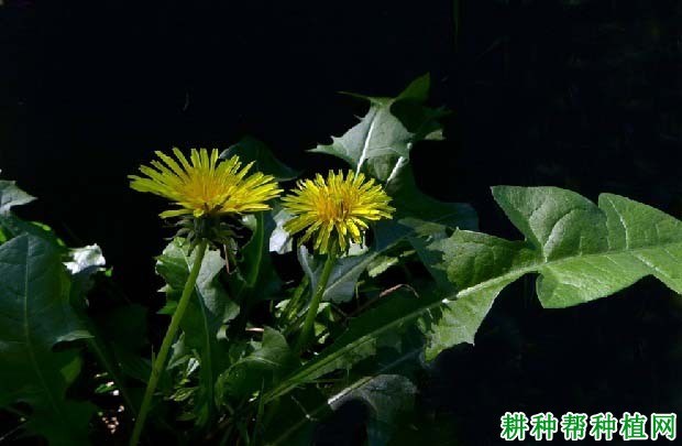 什么是阔叶杂草