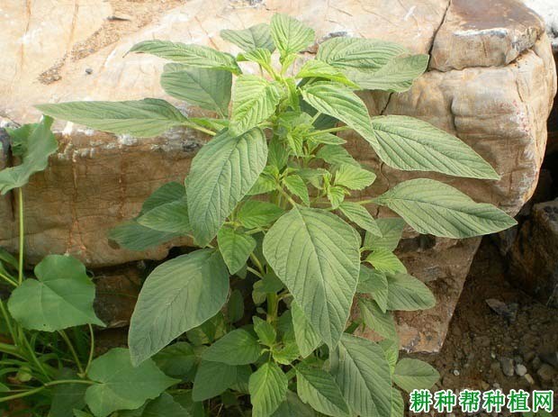 什么是阔叶杂草