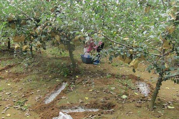 春季施肥的常见错误