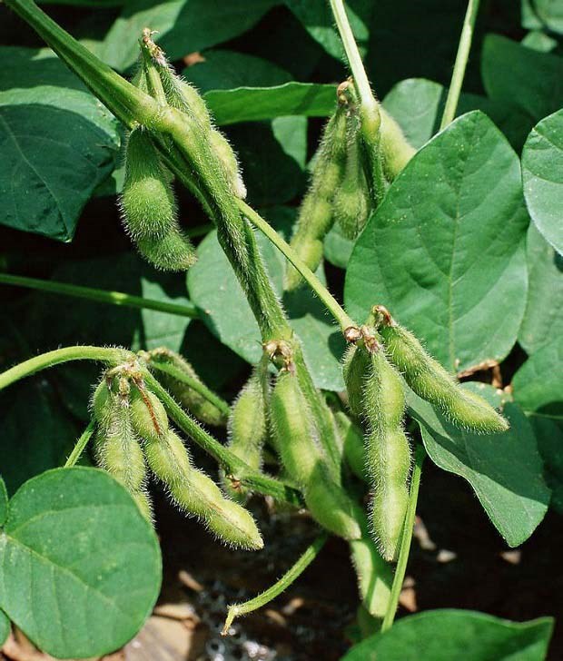 巴斯夫、科迪华达成合作协议，将推出首个耐除草剂抗线虫大豆性状技术