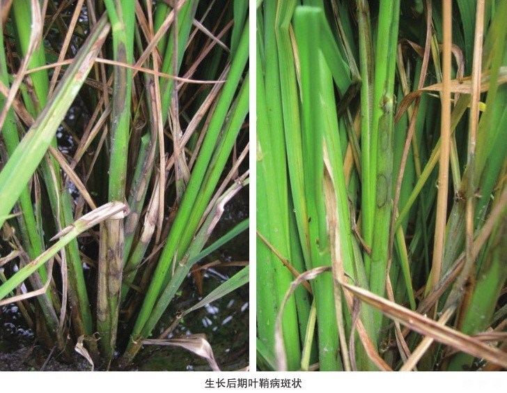 纹枯病症状