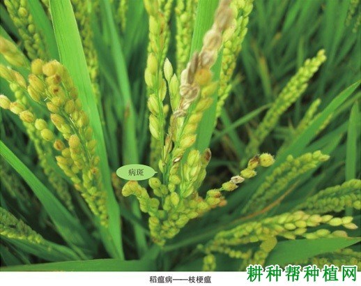 稻瘟病症状