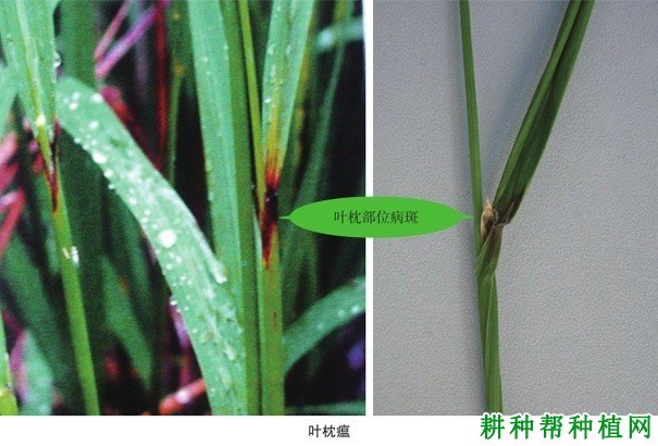 稻瘟病症状