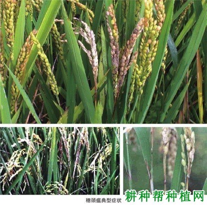 稻瘟病症状