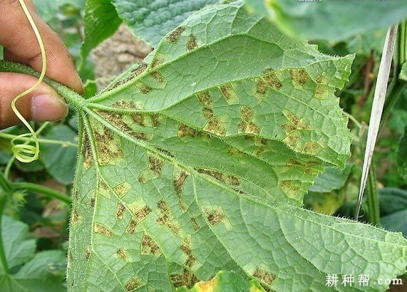 霜霉病症状