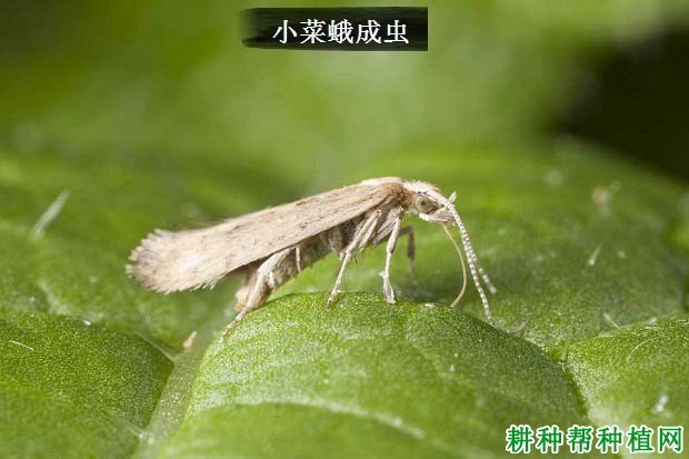 什么是小菜蛾