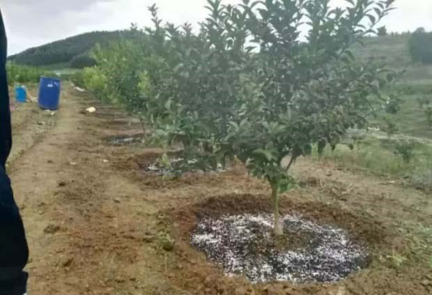 如何正确秋施基肥？