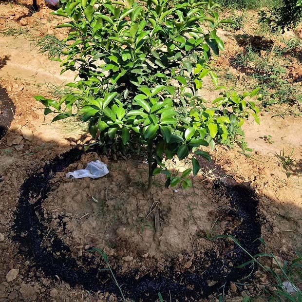 如何正确秋施基肥？