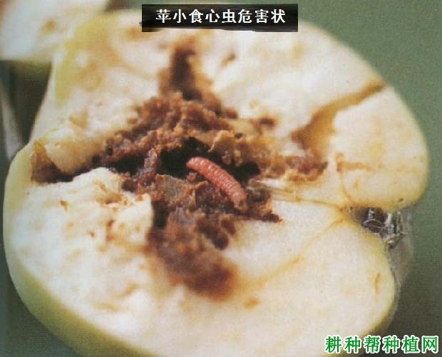 什么是食心虫