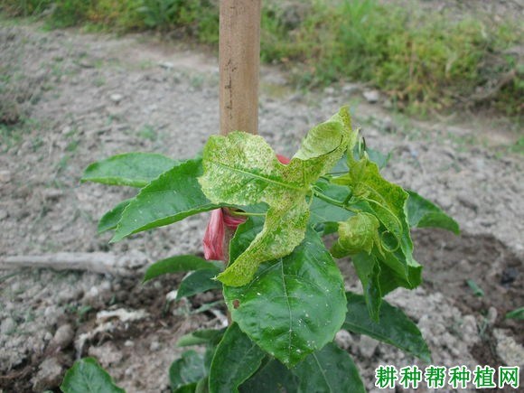 植物病毒病的特点与传播途径