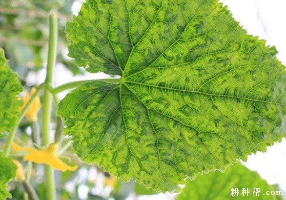 植物病毒病的特点与传播途径