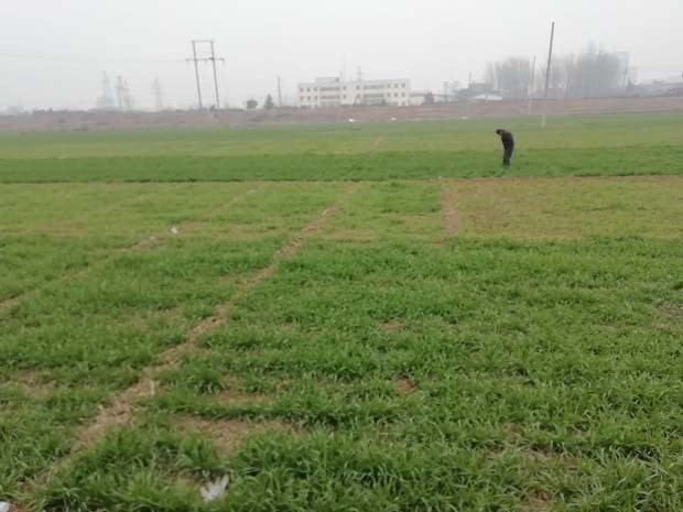 小麦什么时候除草效果最好