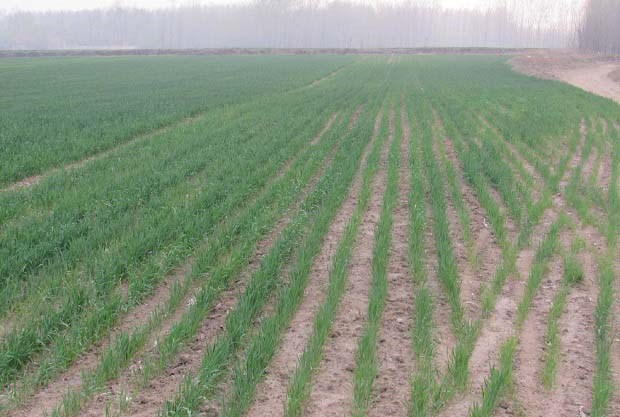 小麦什么时候除草效果最好