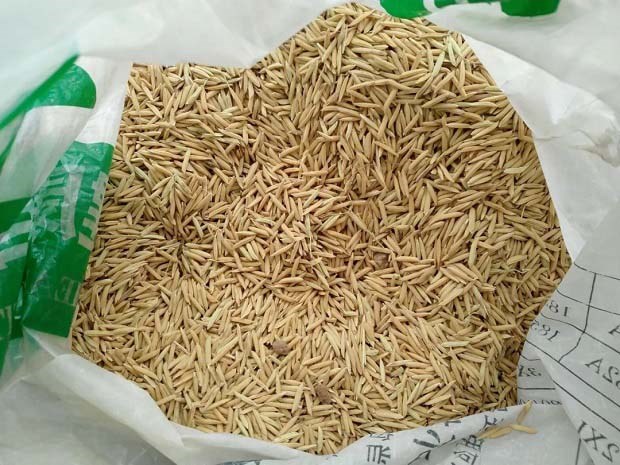 选购种子注意事项